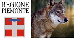 Predazione lupo Piemonte
